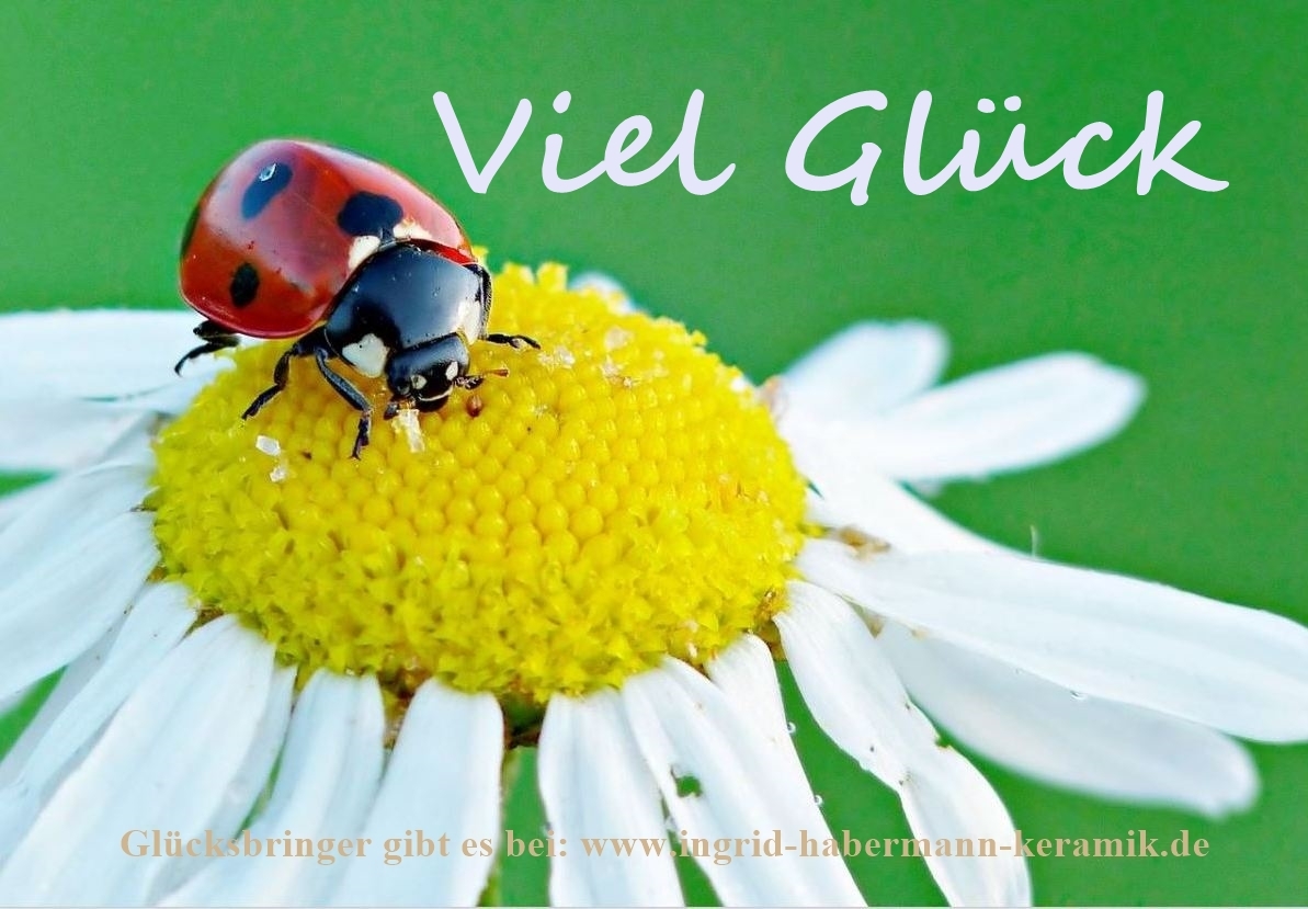 Glücksbringer Glückskäfer Marienkäfer mit lieblicher Glückskäfer